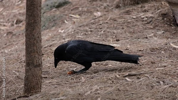 Australian crow scavenging human food scraps. A wild bird foraging for discarded snacks.