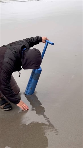 Huge razor clam hole with huge surprise