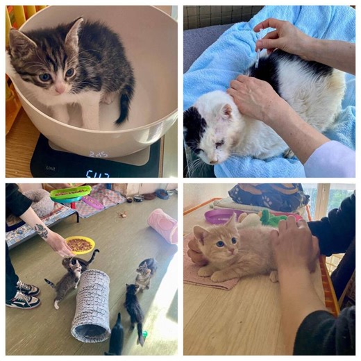 Cette association du Val-d'Oise se bat depuis 30 ans pour sauver des chats