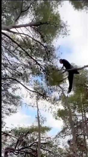 Modern Tarzan #uses #tree #to #tree #treetraversal ￼#treetop #hiway #making #art #buycanadian