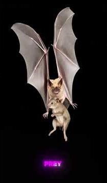 👻🦇 THE GHOST BAT || ANIMAL FACTS IN THIS STYLE || SUBSCRIBE⭐️|| YOUTUBE SHORTS 2026 ⭐️