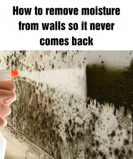 How to remove moisture from walls so it never comes back | Amazing Tips