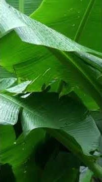 [두뇌 강화] 뇌세포 활성화 - 마음을 진정시키는 빗소리와 새소리가 뇌를 이완시키고 스트레스를 해소합니다.