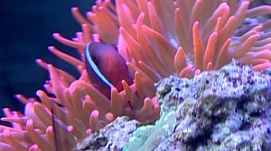 11. Baby Neptune: Discovering Water (2003)