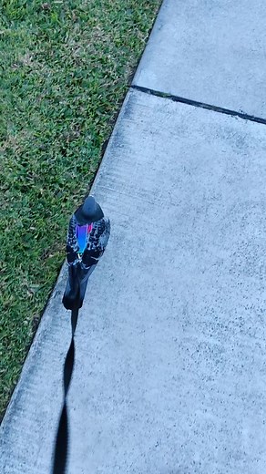 Pigeon Rescue Journey: Walking Home with a Pigeon POV