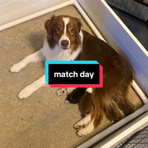 match day was yesterday and we’re SOOOO happy with who we matched with 🥰 who do you think it is?? #australianshepherd #puppy #ethicalbreeder #wellbredpurebred #dogowner @lilyoaksaussies