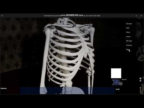 Interactive Human Skeleton Visualization in Unreal Engine 5 | Educational Cinematic Demo