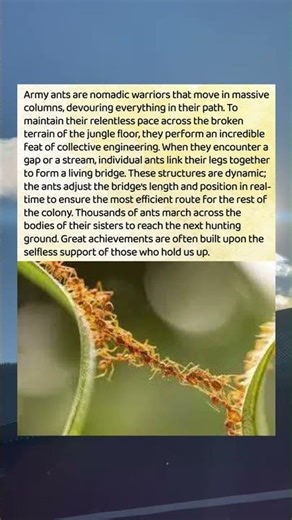 Ants That Build Bridges With Their Bodies! 🐜🌉 #NatureEngineering
