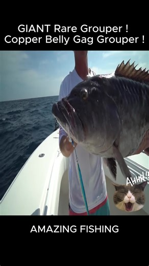 GIANT Rare Grouper! #amazing #fishing #amazingfishing #giant