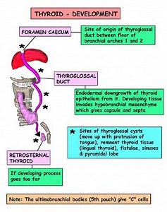 Development of the Thyroid Gland