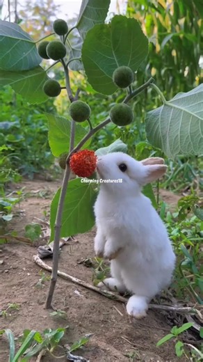 Rabbit's Epic All You Can Eat Buffet Challenge 😍