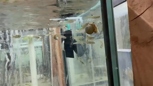  Emerald Eye Rasbora – A sleek, peaceful schooling fish from Southeast Asia!  Their shimmering silver bodies and glowing green eyes catch the light beautifully. Perfect for planted community tanks, they thrive in groups and add a touch of elegance to any setup.  | Pet Zone Tropical Fish, San Diego, California | Facebook