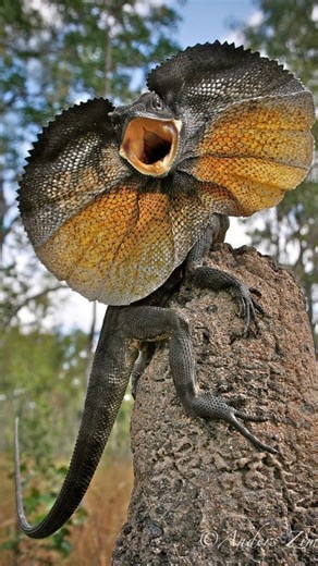 -Mr. Vivek | The frilled lizard. #lizardsofinstagram #lizard #australianwildlife #australia #worldwildlife #indianwildlifeofficial #bbcearth... | Instagram