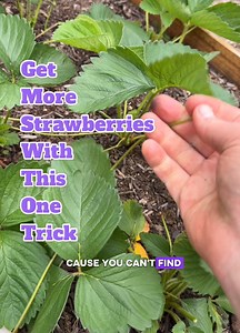 200K views · 1.9K reactions | We have a ton of strawberry plants, a...