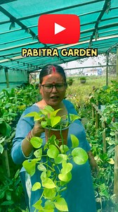 Love indoor plants? Let’s dive into the beautiful world of Pothos varieties—the ultimate low-maintenance houseplants perfect for any space! In this reel, we’re showcasing popular types like the Golden Pothos, Marble Queen, Neon Pothos, Jessenia, and more. Each variety has its own unique leaf pattern, color, and vibe—so whether you love bold greens or variegated whites, there’s a Pothos for you. Plus, you’ll get quick care tips to help your plants thrive effortlessly. Watch now to discover your f