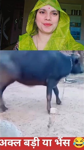 "जब भैंस ने खुद खोल ली अपनी रस्सी 🤯 अब बताओ, अकल बड़ी या भैंस? 😂" #FunnyAnimalVideo #VillageComedy