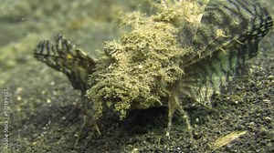 Side view of Spiny devilfish. Fan-like fins are unfolded. Walks forward using claw-like endings of its fins. Bulbous eyes and upturned snout clearly visible, medium to close-up shot