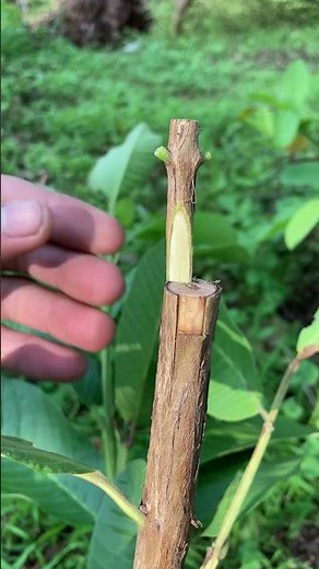 two ways to graft onto a tree trunk