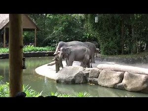 Elephant Show at Singapore Zoo, 2015