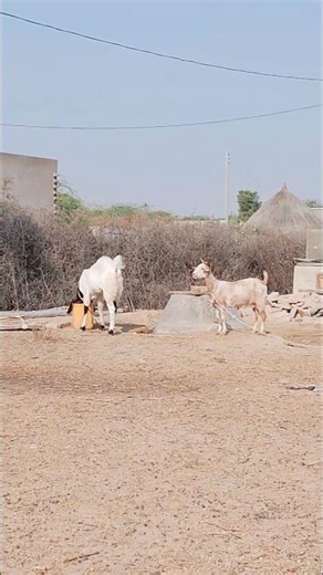 Goats Running Freely in the Lush Fields