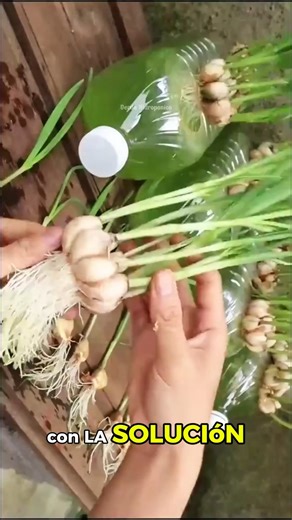 Aprende a cultivar con hidroponia #hidroponia #hidroponik #huerto #cultivoencasa | Verde Hidropónico