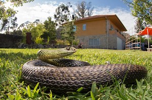 Ce signe discret dans votre jardin révèle un trou de vipères tout près