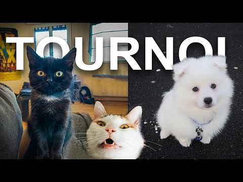 LE TOURNOI (Feat. TUBONIA) - PAROLE DE CHAT