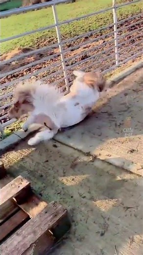 Funny Animal Compilation😹🐶