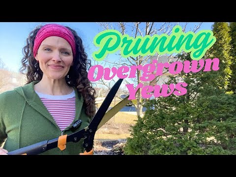 It's Yew Pruning Day!