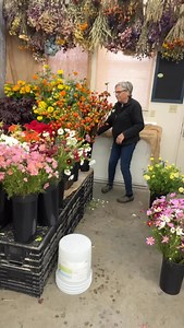 Get the BIG Calendar-Journal & Guide! Build your custom seed starting and planting plan—- The BIG Calendar-Journal that led my flower farm for the past 15 years that will become your farm and garden’s most powerful resource and guide. 🌻Video workshop included 🌻Region-neutral: for all areas! 🌻12-month any year calendar 🌻Lisa’s guide to find YOUR seed starting & planting windows 🌻Includes 9 succession planting windows 🌻Plus my 12-monthly reminder lists 🌻My ‘what and where’ to make notes to 