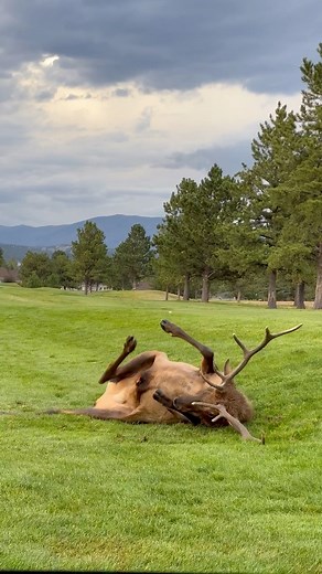 Apparently the big bull urine smelled so good the young bull felt compelled to roll in it! That’s elk life. www.GoodBullGuided.com #Photography #wildlife #nature #colorado #goodbull #elk #bullelk #estespark #wapiti | Good Bull Outdoors