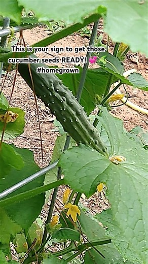 This Is Your Sign to Start Cucumbers… Look What Mine Did! 🥒 (2.2 lb + 18 Inches!)