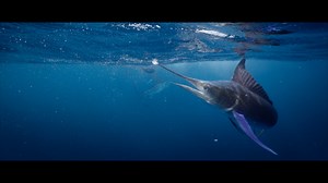 Trailer: The Light Beside Me (F3T Official Selection - 2026)