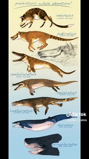 #biologiaevolutiva #evolutionhuman #evolucionhumana #evolution #fosiles #humanos #hominidos #paleontologia #evolucion #ciencia #biologia #tierra #animales #edits #edit