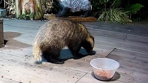 17K views · 3.4K reactions | Bugga Beau doesn’t seem to be a bugga anymore 說❤️ | Mr Lumpy & Friends. | Facebook