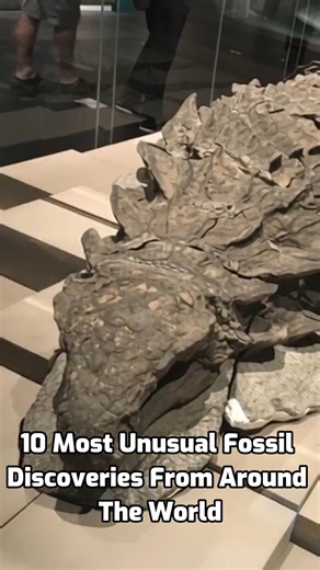 10 Most Unusual Fossil Discoveries From Around the World | Unknown Facts