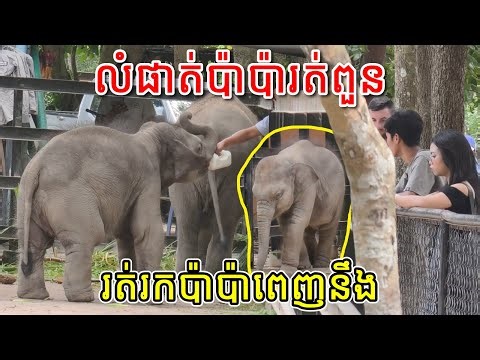 លំផាត់ប៉ាប៉ារត់ពួន រត់រកប៉ាប៉ាពេញនឹង ចាណាមបានដៃញាំខ្ជឹលខ្វល់ #លំផាត់ #ចាណាម #អូនលំផាត់ #ភ្នំតាម៉ៅ