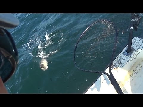 How to Catch Triggerfish