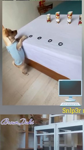 20K views · 269 reactions | “Epic Moment!  Doggy Smart Banget Nembak Rubber Band Tepat Sasaran — Lucu tapi Pro!”  #anjing #dogs #semuaorang #fbreelsviral #fyp #lucu #pengikut #sorotan | Brown Duki | Facebook