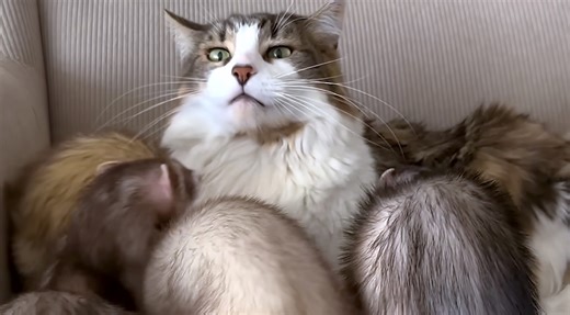 Five Funny Ferrets Lovingly Swarm Their Feline Brother All at Once