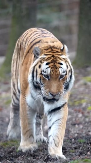 Amur Tiger Secrets Insights Into the World’s Largest Big Cat