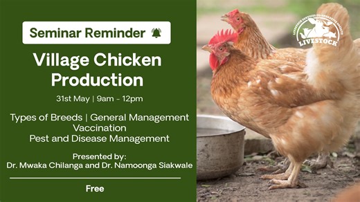 3.4K views · 34 reactions | SEMINAR REMINDER – HAPPENING TOMORROW! Join us for an insightful session on Village Chicken Production. Topics to be covered: Types of Breeds General Management Vaccination Pest and Disease Management Time: 9:00 AM – 12:00 PM Venue: Cosmas Michelo Hall (Showgrounds) Presented by: Dr. Mwaka Chilanga & Dr. Namoonga Siakwale | Livestock Services | Facebook