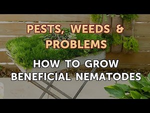 How to Grow Beneficial Nematodes