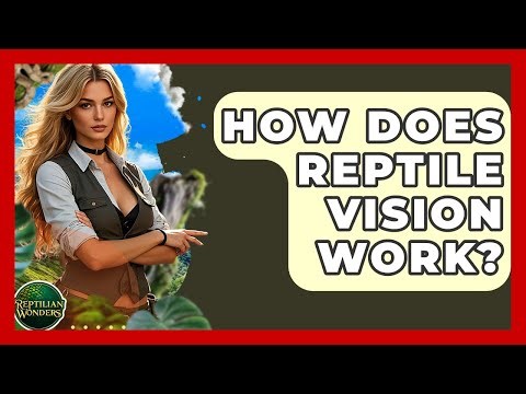 How Does Reptile Vision Work? - Reptilian Wonders