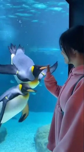 Penguin Slap Chaos 🐧💥😂