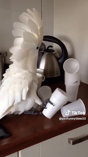 Funny Parrot Clips: Hilarious Moments You Can't Miss