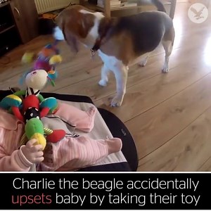 43K views · 564 reactions | This video went viral on The Indepentend page. It has 2k shares in 2 hours. I dare you to beat that score!!!!:D :D ------------------------------- Follow Charlie on Youtube:https://www.youtube.com/channel/UCXNUqOjGHwT-Fl2G-KdJgIw | Charlie the beagle and Laura Olivia | Facebook