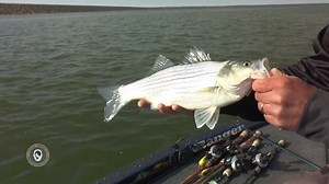 1.1K views | Ahhh…the prolific white bass! Tasty and willing to bite, they are a great sport and food fish. Join Fishful Thinker TV host Chad LaChance as he gives an in depth look at the tackle and presentations he often uses to load the boat with these popular fish. Fishful Thinker | 6:30 PM ET | WFN - World Fishing Network | Facebook