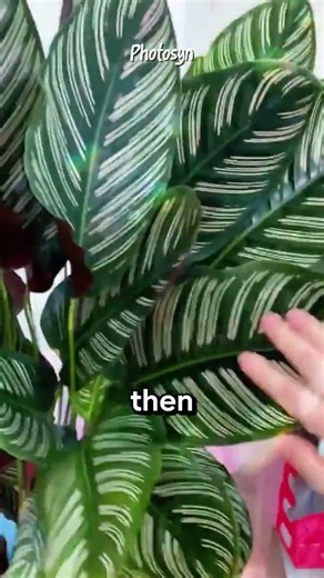 The plant that prays every night