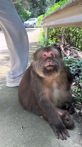 #Xingxingmokey #xingxing #monkey | Xing Xing Monkey